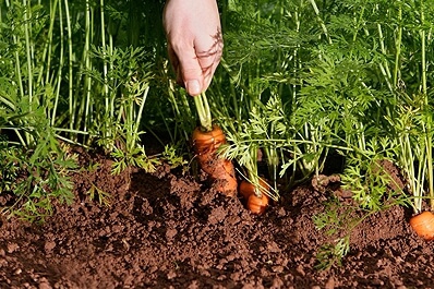 中国有机食品市场研究与发展策略思考